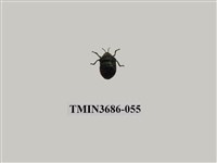 藏品(紅緣亮盾蝽)的圖片